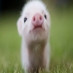 Little Pink Piggy